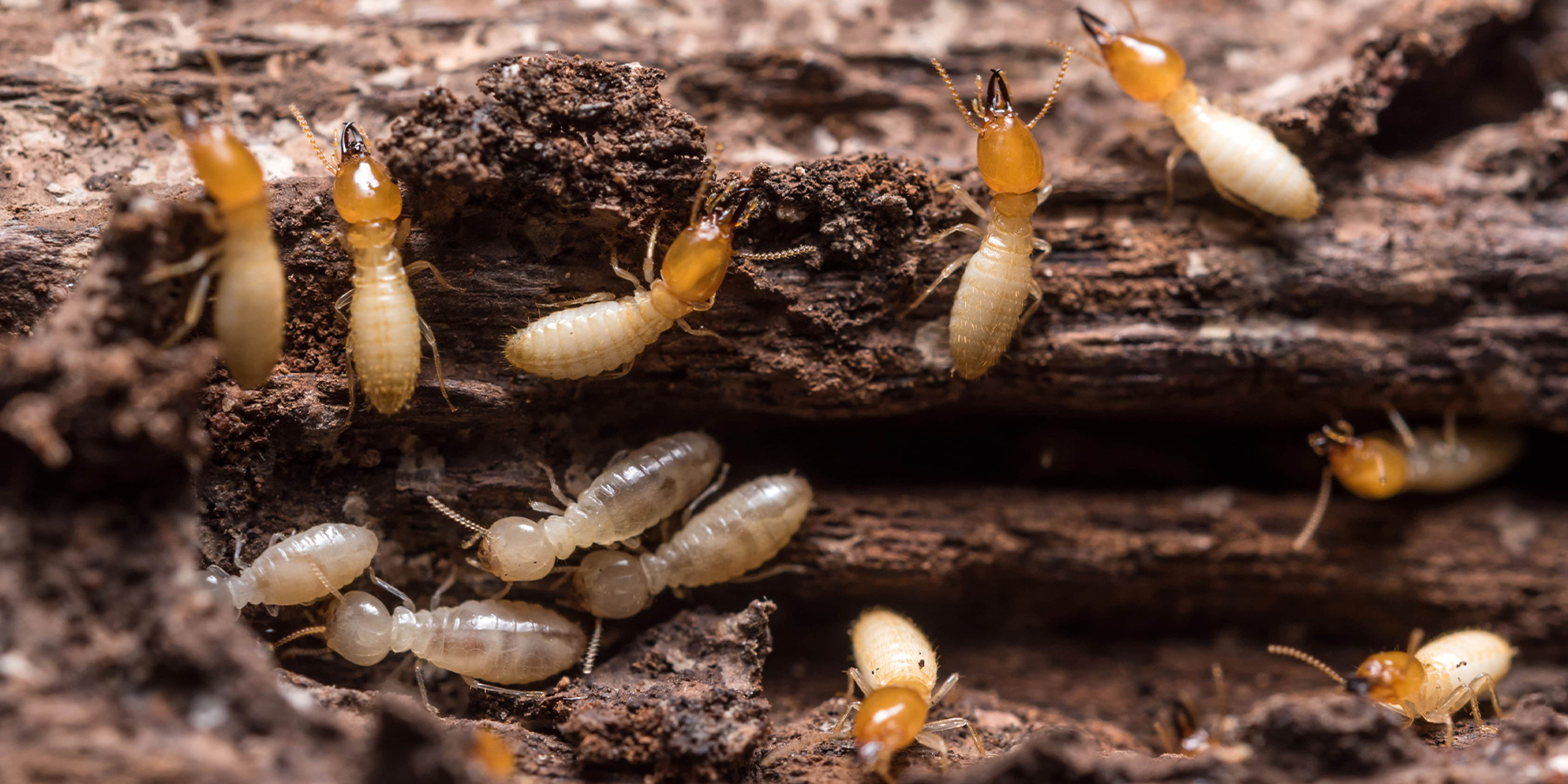 Romex Pest Control Texas, Louisiana, Oklahoma, Mississippi